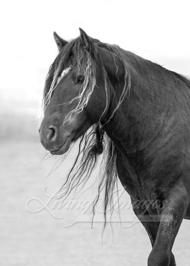 Sable Island Stallion Walks From The Pond Photography Art | Living Images by Carol Walker, LLC