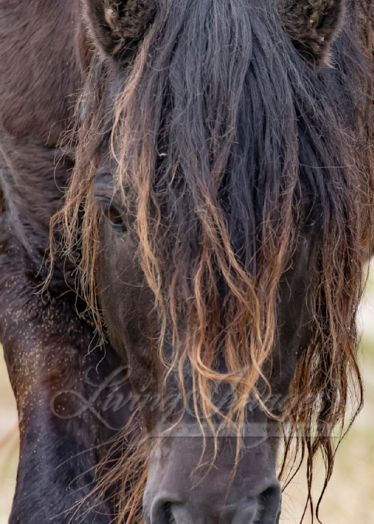 Sable Island Stallion's Face Photography Art | Living Images by Carol Walker, LLC
