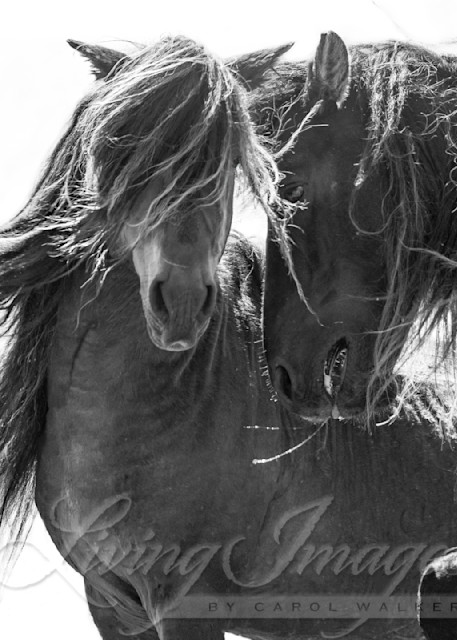 Two Sable Island Stallions Together Photography Art | Living Images by Carol Walker, LLC