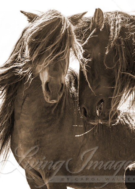 Two Sable Island Stallions Together In Sepia Photography Art | Living Images by Carol Walker, LLC