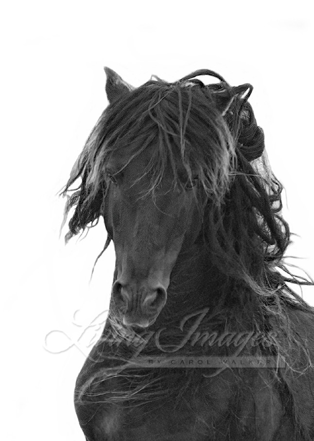 Dreamy Sable Island Stallion Ii Photography Art | Living Images by Carol Walker, LLC