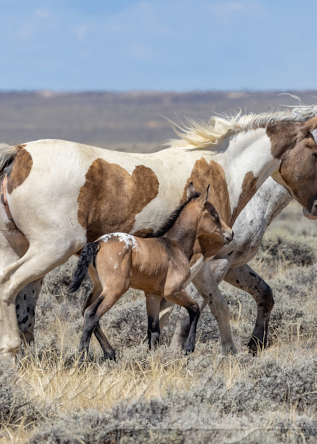 Wild Appaloosa And Pinto Family Photography Art | Living Images by Carol Walker, LLC