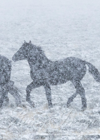 Wild Dark Horses In The Snow Photography Art | Living Images by Carol Walker, LLC