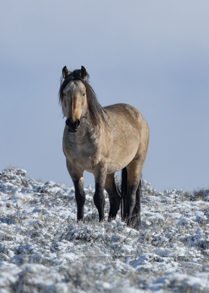 Snowy Buckskin Stallion Photography Art | Living Images by Carol Walker, LLC