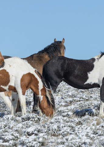 Most Colorful Wild Family In The Snow Ii Photography Art | Living Images by Carol Walker, LLC