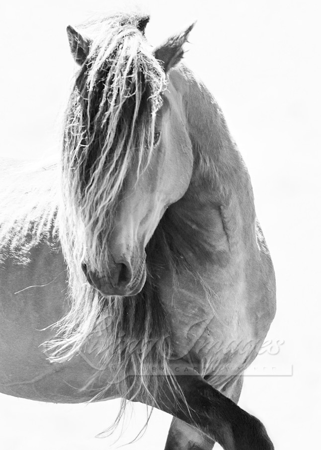 Sable Island Stallion Turns His Head Ii Photography Art | Living Images by Carol Walker, LLC
