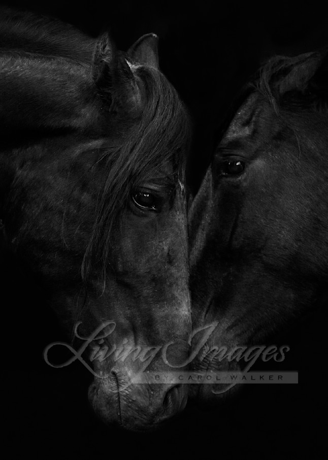Stallion And Mare Ii Photography Art | Living Images by Carol Walker, LLC