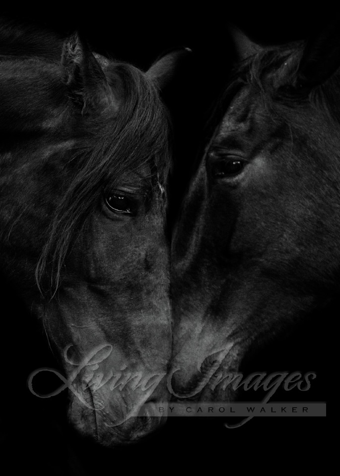 The Stallion And The Mare Iii Photography Art | Living Images by Carol Walker, LLC