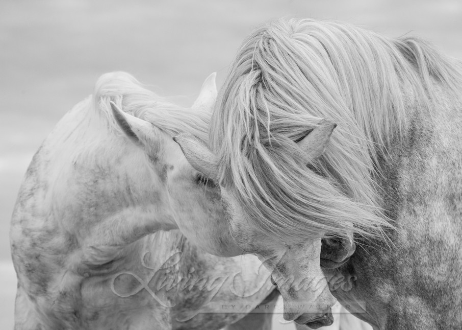 Two Camargue Stallions Together Photography Art | Living Images by Carol Walker, LLC