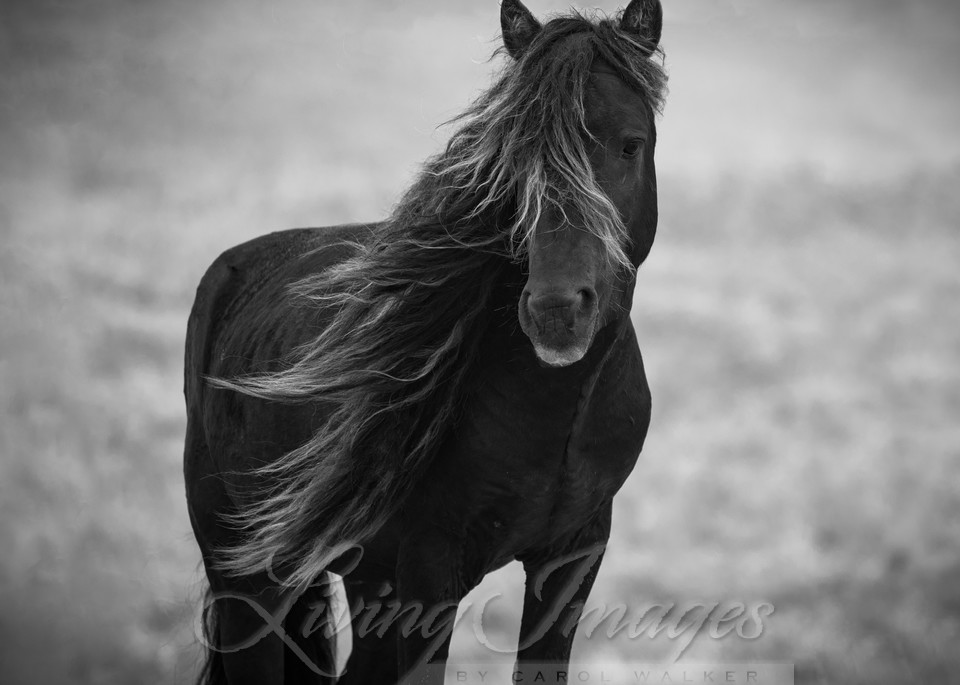 Sable Island Stallion’s Dark Portrait Photography Art | Living Images by Carol Walker, LLC