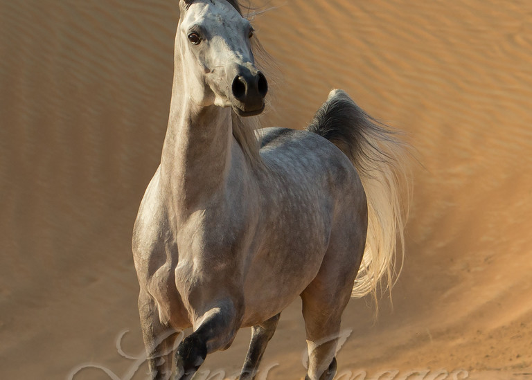 Desert Stallion Runs Free Photography Art | Living Images by Carol Walker, LLC