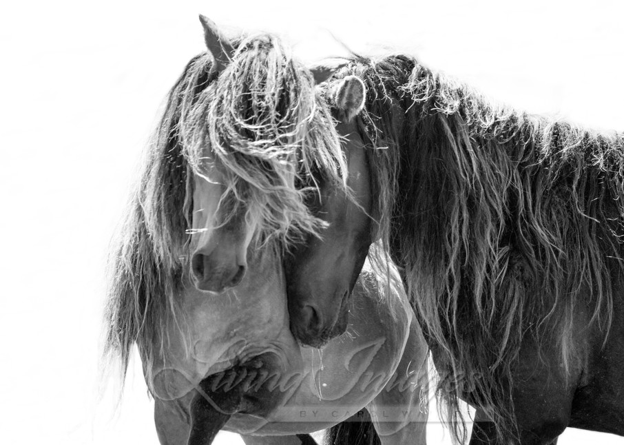 Two Sable Island Stallions  Photography Art | Living Images by Carol Walker, LLC