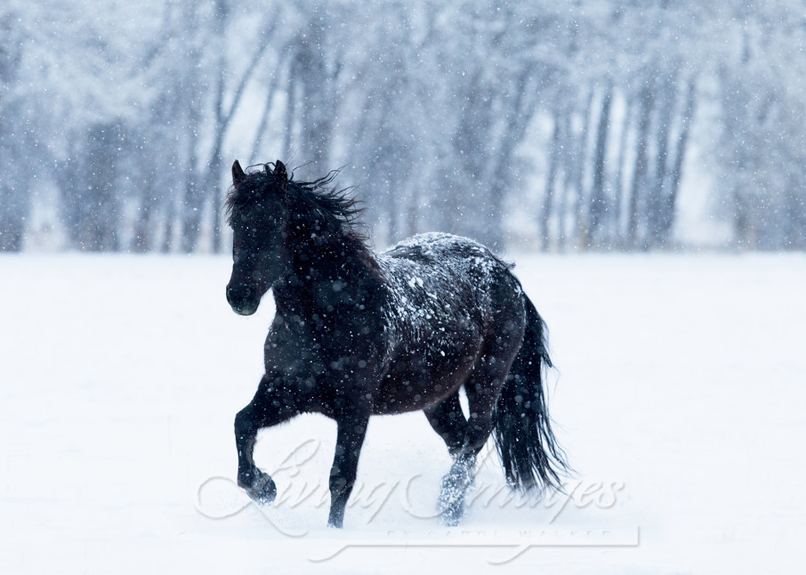 Black Horse In The Snow Photography Art | Living Images by Carol Walker, LLC