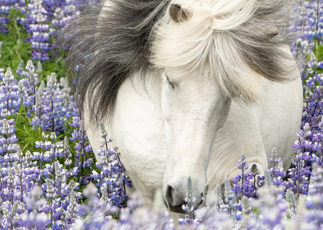 Shy Lupine Mare Photography Art | Living Images by Carol Walker, LLC