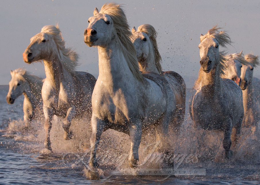 Camargue Horses Sunset Run Ii Photography Art | Living Images by Carol Walker, LLC