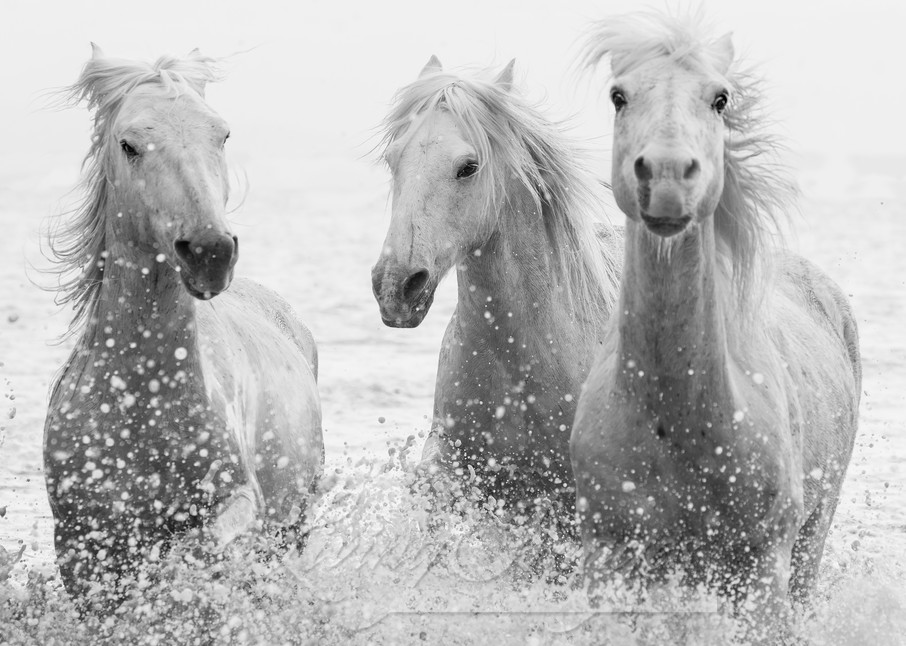 Three White Horses Splashing Photography Art | Living Images by Carol Walker, LLC