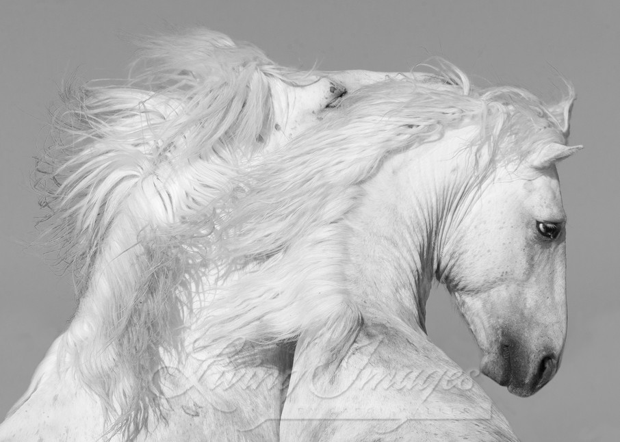 Two White Stallions Play  Photography Art | Living Images by Carol Walker, LLC
