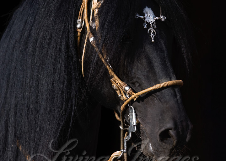 Black Peruvian Paso Stallion in traditional Peruvian bridle, Sante Fe, NM