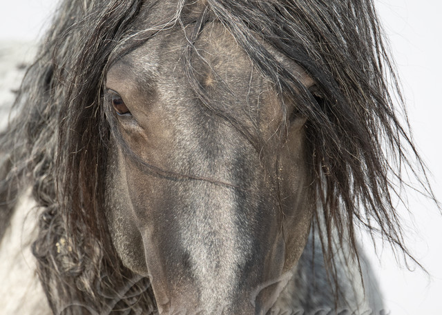 Blue Zeus Close Up Iii Photography Art | Living Images by Carol Walker, LLC