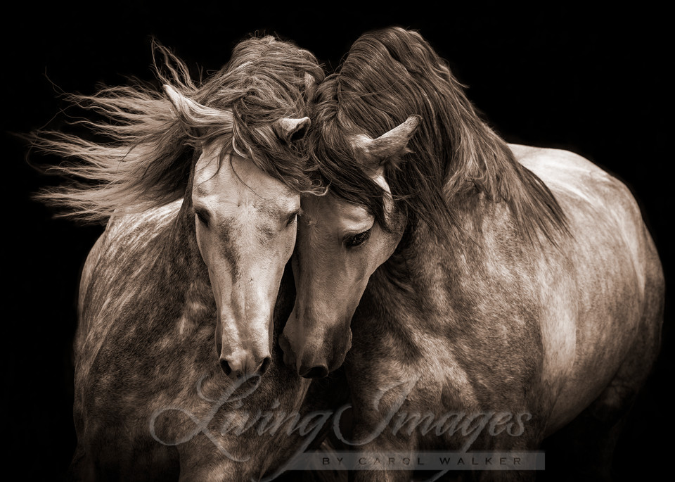 Two Andalusian Stallions In Sepia Photography Art | Living Images by Carol Walker, LLC