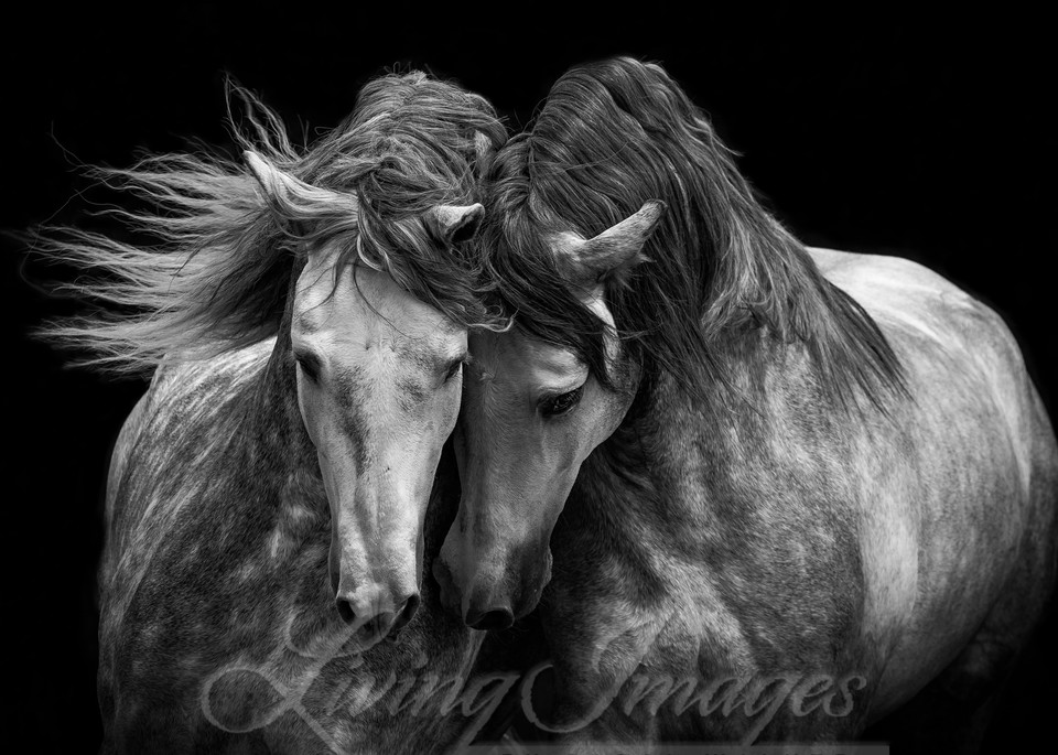 Two Andalusian Stallions Ii Photography Art | Living Images by Carol Walker, LLC
