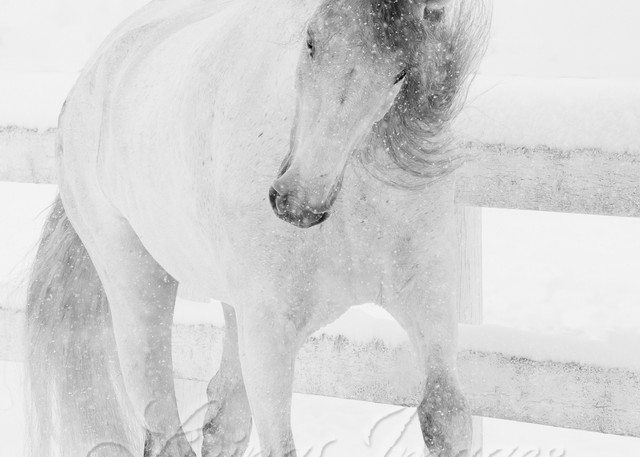 Snowy Mare Romps Photography Art | Living Images by Carol Walker, LLC