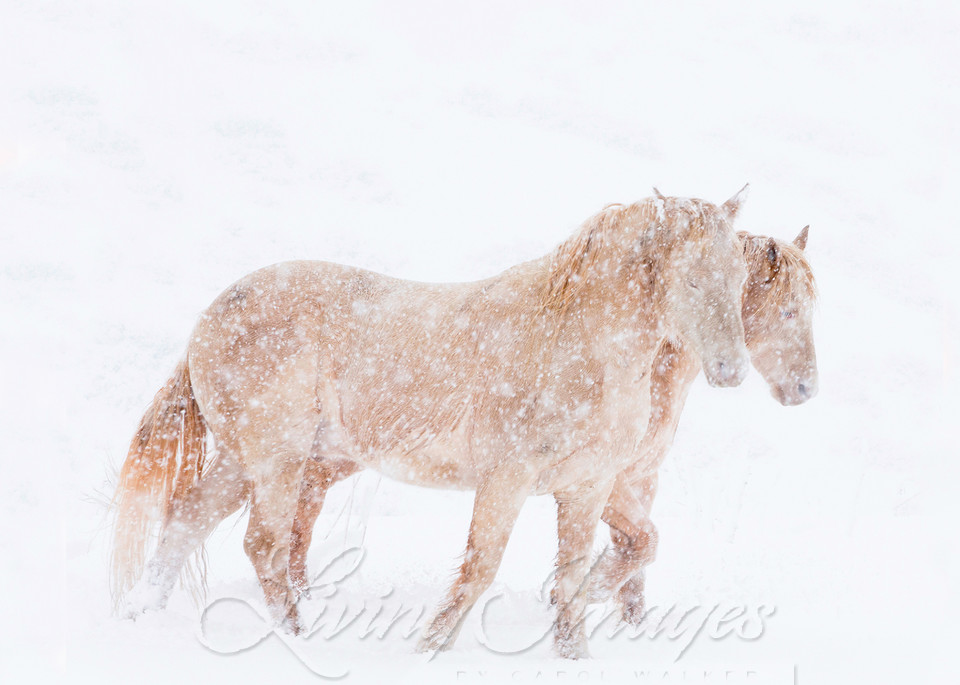 Two Cremellos In The Snow Photography Art | Living Images by Carol Walker, LLC