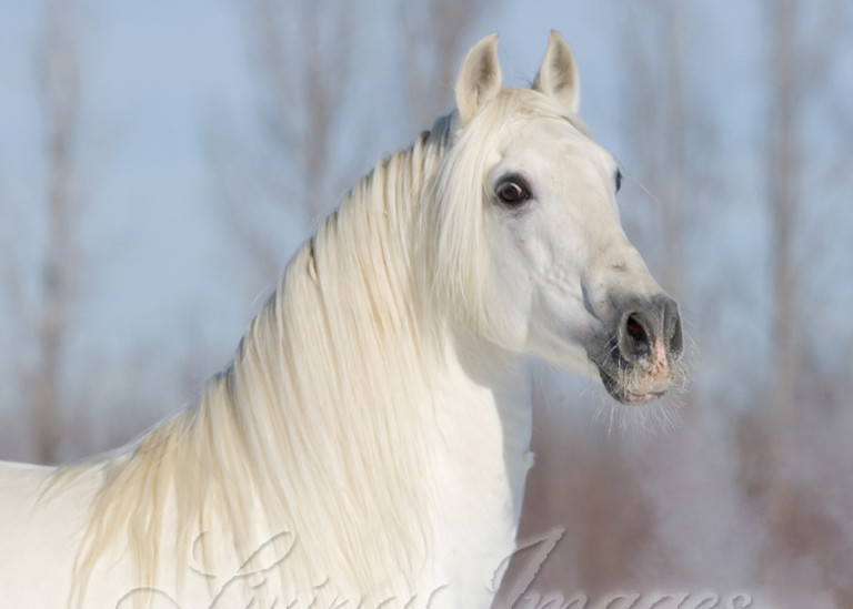 Grey Andalusian Stallion in snow in Longmont, CO