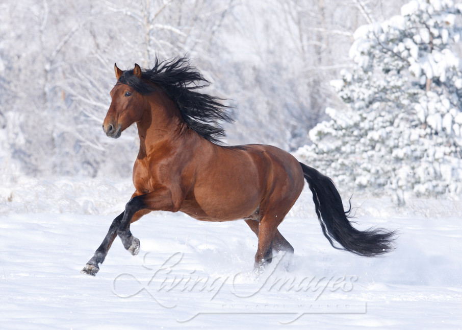 purebred Bay Andalusian stallion running in the snow in Berthoud, CO