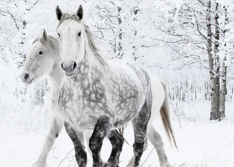 Two Percheron Mares In The Snow Photography Art | Living Images by Carol Walker, LLC