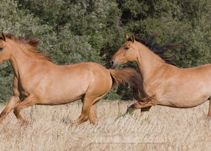 Wild Red Dun Mares Run Together Photography Art | Living Images by Carol Walker, LLC