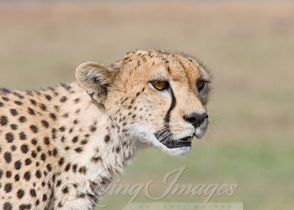Cheetah Comes Close Photography Art | Living Images by Carol Walker, LLC