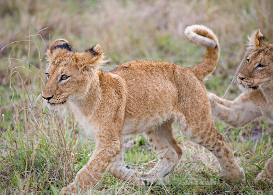 Lion Cubs Play Photography Art | Living Images by Carol Walker, LLC