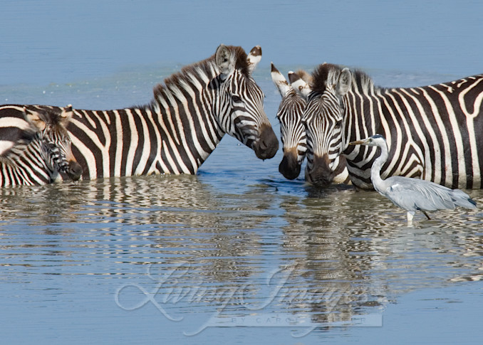 Zebra Family At The Waterhole Photography Art | Living Images by Carol Walker, LLC