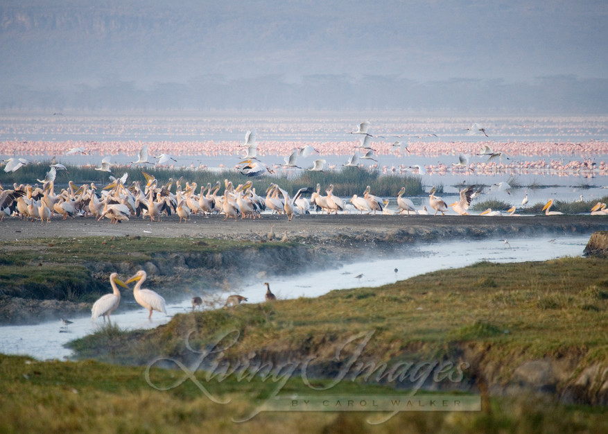 Flamingos In The Mist Art | Living Images by Carol Walker, LLC