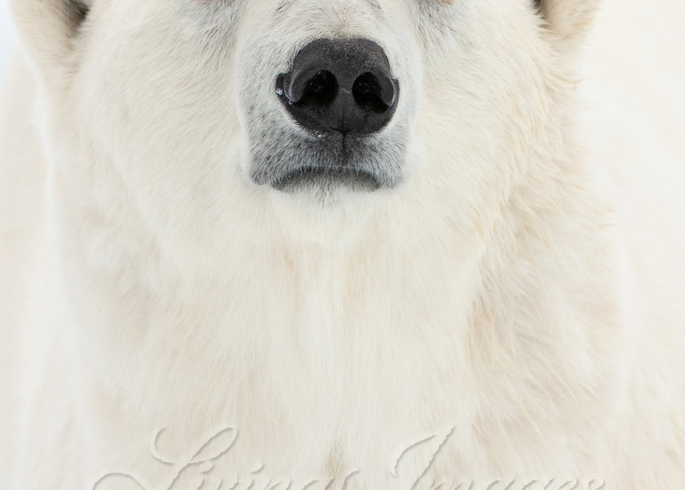Polar Bear Close Up Art | Living Images by Carol Walker, LLC