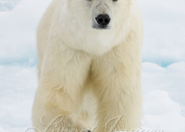 Polar Bear Walks Photography Art | Living Images by Carol Walker, LLC