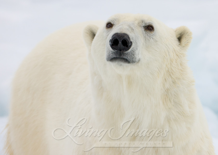 Polar Bear Looks Ii Photography Art | Living Images by Carol Walker, LLC