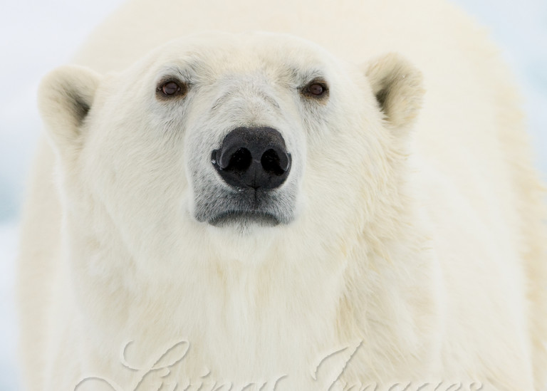 Polar Bear Looks Art | Living Images by Carol Walker, LLC