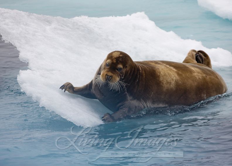 Seal's Slide Art | Living Images by Carol Walker, LLC
