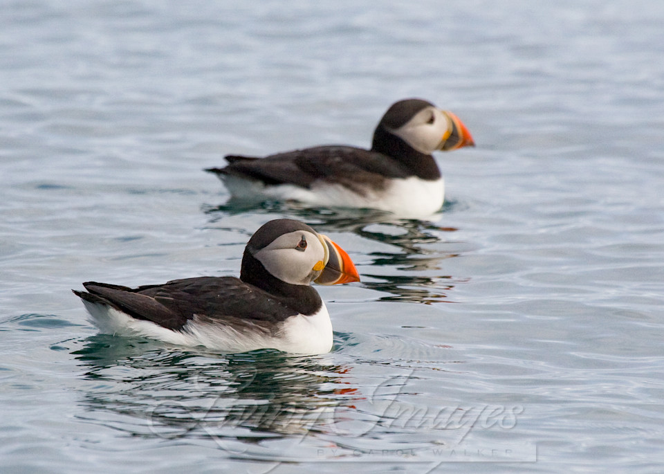 Puffin Pair Photography Art | Living Images by Carol Walker, LLC