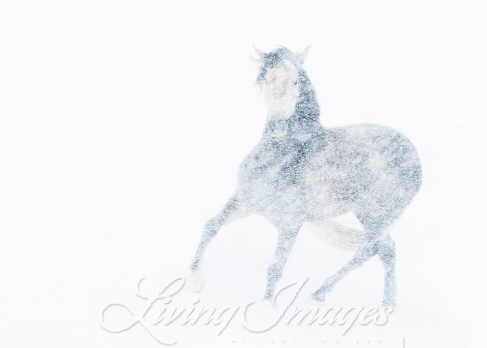 Mare In A Blizzard Photography Art | Living Images by Carol Walker, LLC