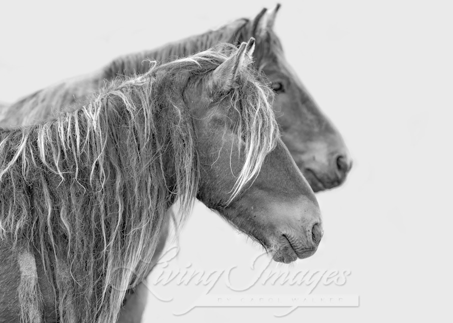 Two Young Sable Island Bachelor Stallions Art | Living Images by Carol Walker, LLC
