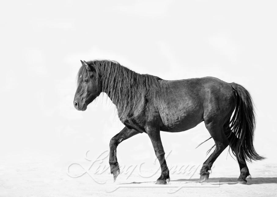 Sable Island Stallion Walks On The Beach Photography Art | Living Images by Carol Walker, LLC