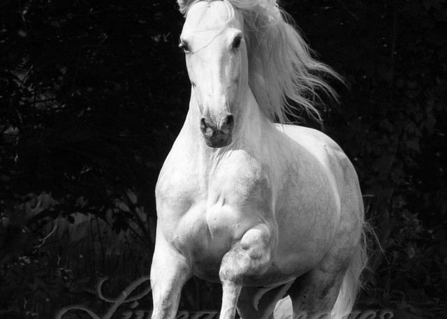 The White Stallion In The Forest Photography Art | Living Images by Carol Walker, LLC