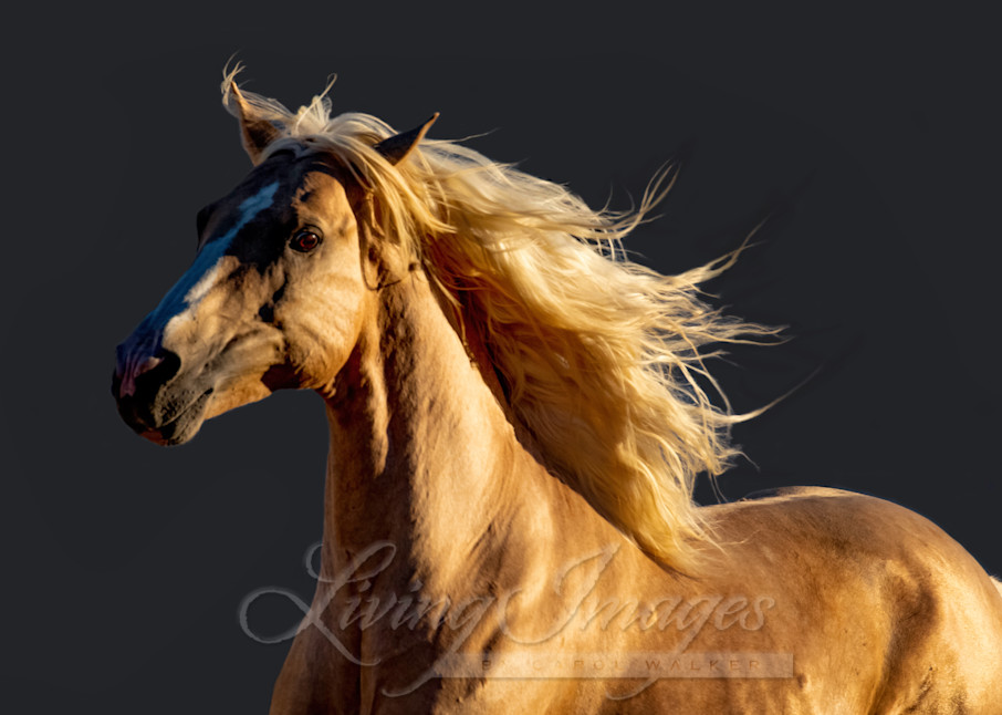 Golden Stallion Runs Photography Art | Living Images by Carol Walker, LLC