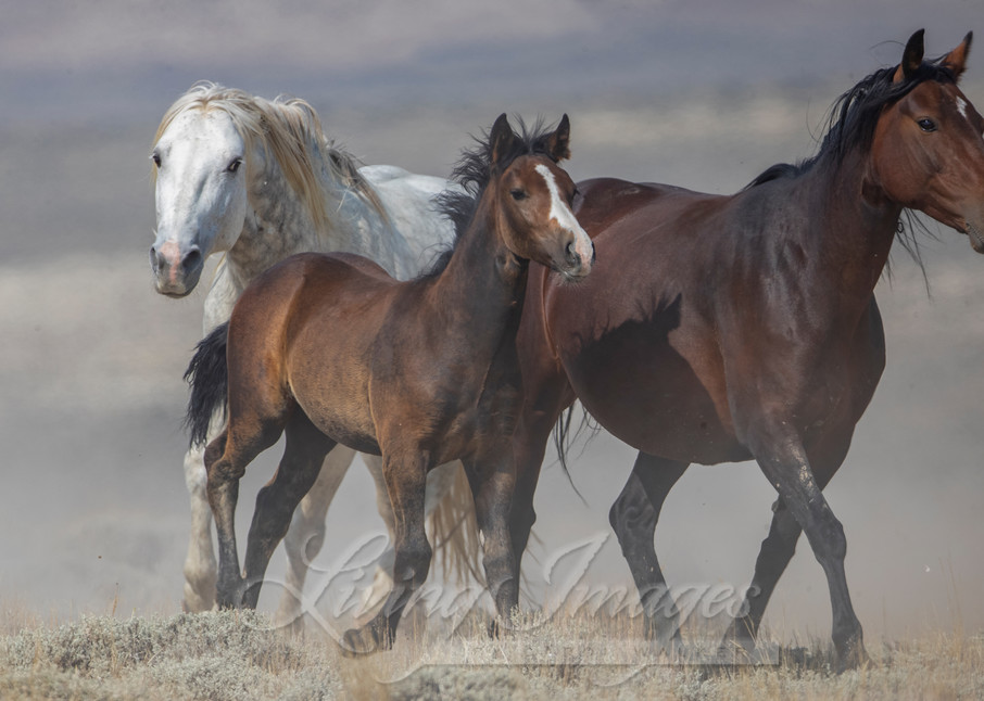 Wild Stallion In Charge Photography Art | Living Images by Carol Walker, LLC