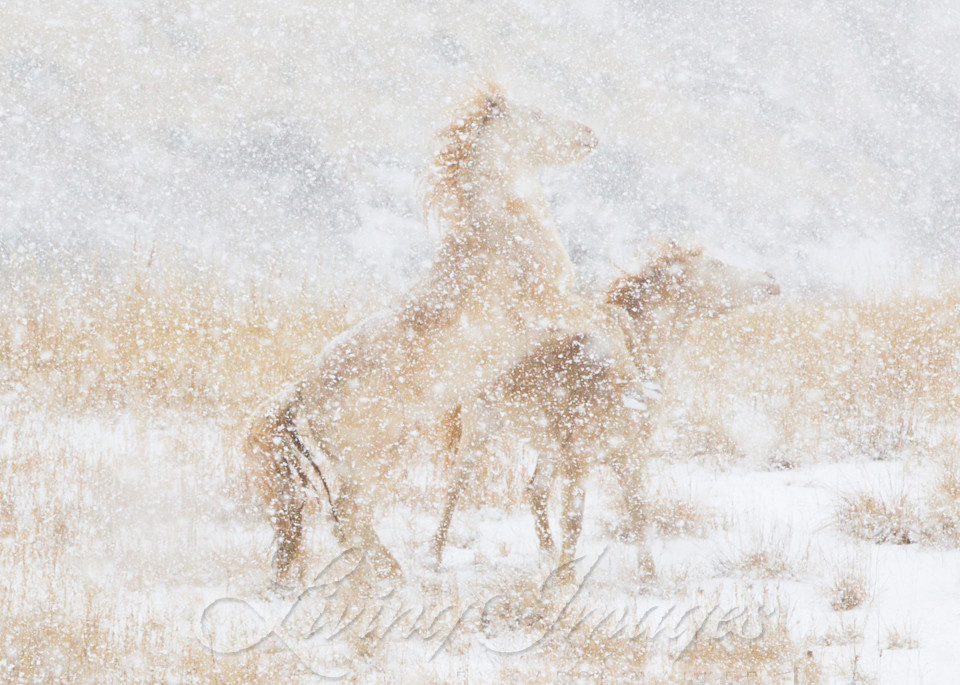 Snow Day For The Mustangs Photography Art | Living Images by Carol Walker, LLC