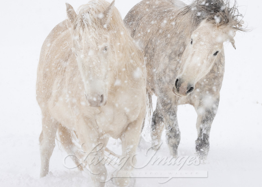 Two Mustangs Play In The Snow Photography Art | Living Images by Carol Walker, LLC