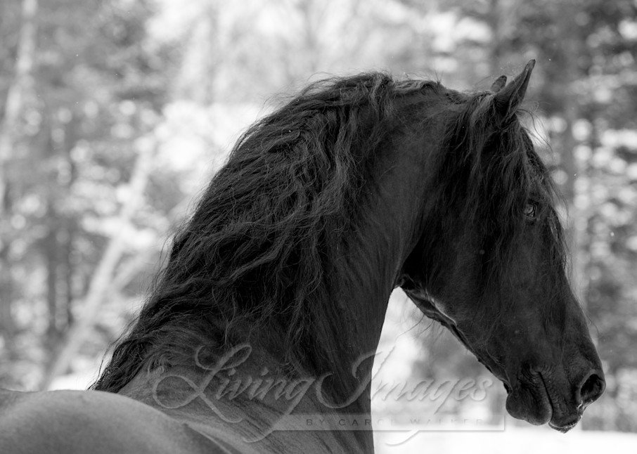 Friesian Stallion In The Snow Ii Photography Art | Living Images by Carol Walker, LLC